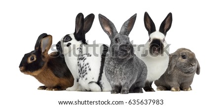 Group of rabbits, isolated on white