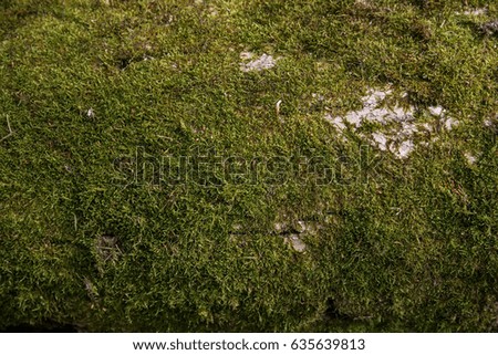 green moss background texture 
