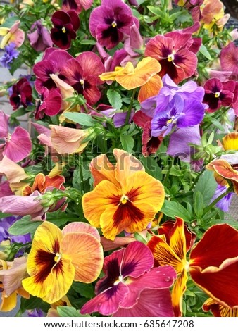 Motley summer flowerbed of blooming varicolored pansy flowers (Viola tricolor)
