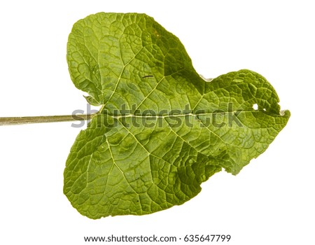 Green leaves of burdock spoiled on white background