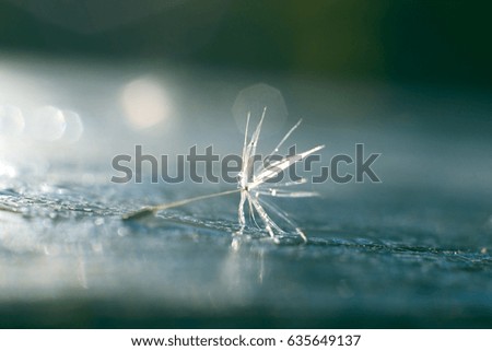 Macro of dandelion in water drops