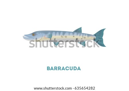 Isolated barracuda fish on white background. Seafood.
