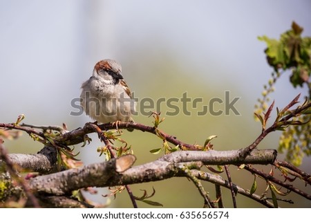 Horizontal photo of single male sparrow with nice gray and brown feathers. Bird sits on the branch of small peach tree in the garden with few spring leaves.