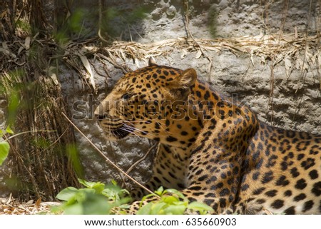 Cute animal world,Leopard (Panthera pardus)