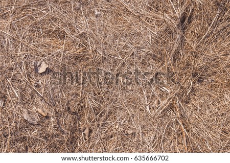 Big field of straw, dry straw, straw background texture
