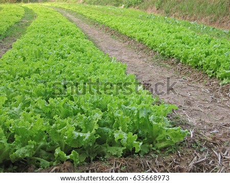 lettuce farm Royalty-Free Stock Photo #635668973