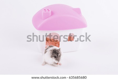 Hamster and house isolated on white background