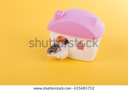
Hamster and house background