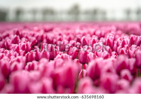 Stock photo flowers bulb fields in the Dutch landscape. Beautifully colored tulips in the far-reaching lowlands of the Netherlands. The most famous export product in the Netherlands next to cheese