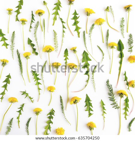Floral pattern abstract background. Pattern of dandelions. Top view, flat lay. Flowers, spring, summer concept. March 8, mother's day background. 