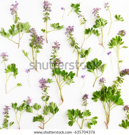 Floral pattern abstract background. Plants background. Top view, flat lay. Flowers, spring, summer concept. Young green grass. Purple vertical flowers.