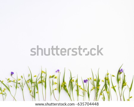 Floral pattern abstract background. Top view, flat lay. Flowers, spring, summer concept. March 8, mother's day background. minimalistic floral background.