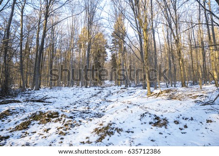 Snowy forest landscape

