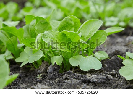 Young radishes in the ground in the garden