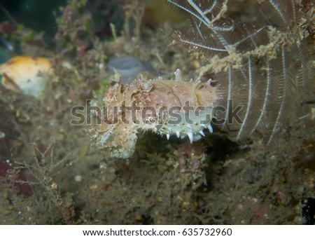 Action of  Pygmy cuttlefish ( Sepia bandensis ) at Lembeh strait, Indonesia. This tiny, not over 2 cm. long