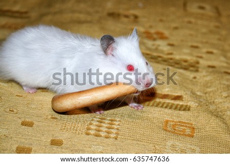 white hamster eating. stocks, drying, steering-wheel