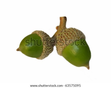 Green Acorn on isolated on white background