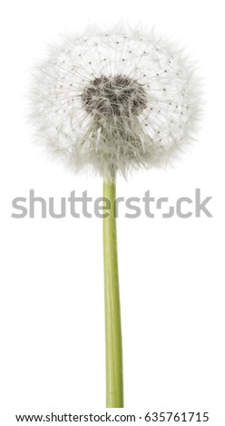 dandelion blowball isolated on white background