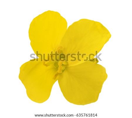 Rapeseed (Brassica napus ) flower head isolated on white Royalty-Free Stock Photo #635761814