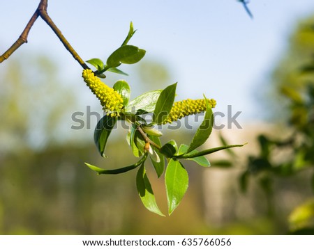 Brittle willow, Salix fragilis, blossom in spring with bokeh background, selective focus, shallow DOF.