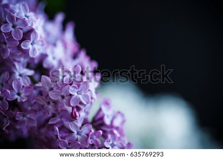 A branch of lilac on a black background