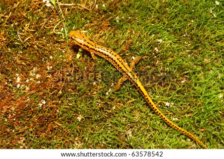 Long-tailed Salamander (Eurycea longicauda) near Cane Creek in Alabama