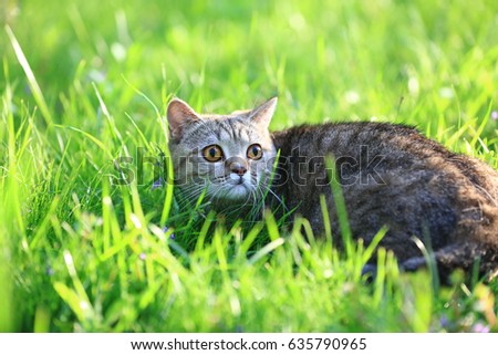 Cute cat relaxing on the grass lawn in spring. Cat looking up
