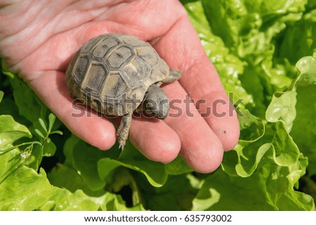 Hand holding a small turtle