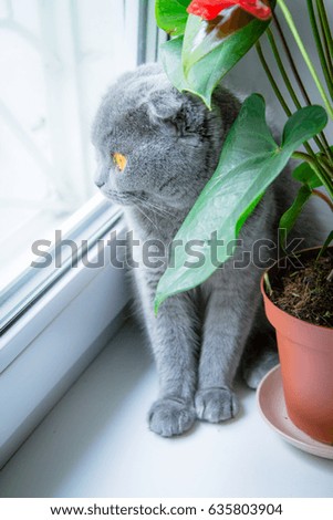 A pedigree gray cat under the window