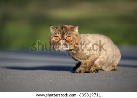 exotic shorthair cat posing outdoors