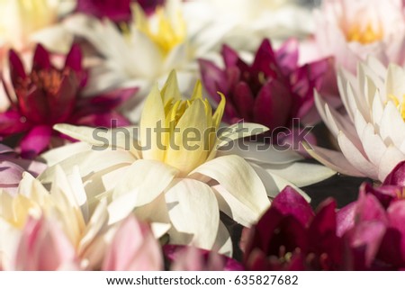 Floral background with flowers of beautiful pink and white lotus in the sunlight