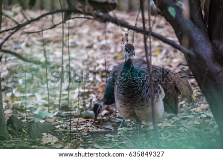 peacock in wildlife park