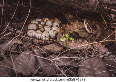 Snake hatching eggs. Dangerous. 