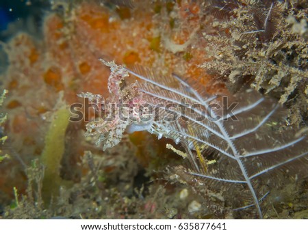 Frighten behavior of  Pygmy cuttlefish ( Sepia bandensis ) at Lembeh strait, Indonesia. This tiny, not over 2 cm. long