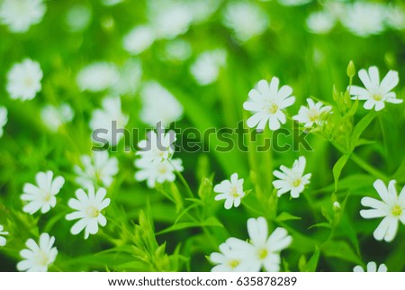 Green grass and white flowers in the nature