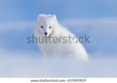 White polar fox in habitat, winter landscape, Svalbard, Norway. Beautiful animal in the snow. Wildlife action scene from nature, Vulpes lagopus, in the nature habitat. Royalty-Free Stock Photo #635890859
