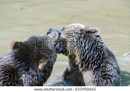 A couple of brown bears are teasing in the water. Swallow bears. Close-up view of the bears in the lake. Portrait of a brown bear. Brown bear couple cuddling in water.