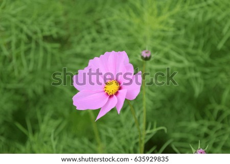 Pansy viola flower in garden