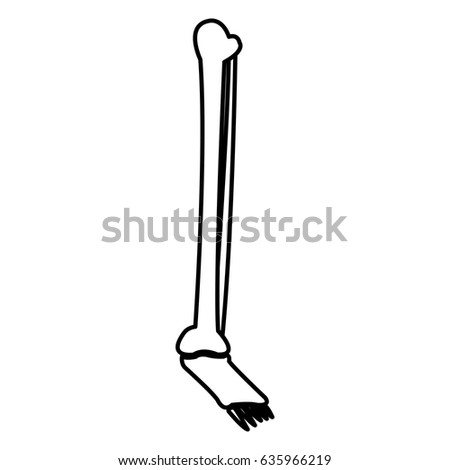 leg foot bone human medical line