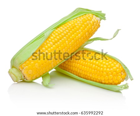 Two corn cob isolated on white background