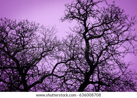 Tree silhouette with the dark sky background