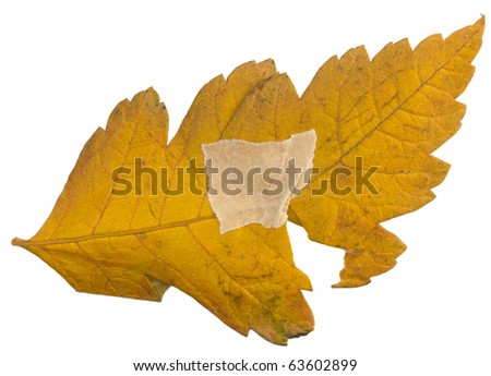 wounded autumn leaf, aged concept