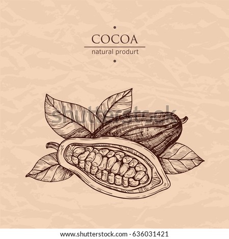 Hand drawn illustration cocoa. Vector scetch.Vintage illustration. Botanical illustration of engraved cocoa beans. Use for cosmetic package, shop, store, products, identity, branding, label. Royalty-Free Stock Photo #636031421