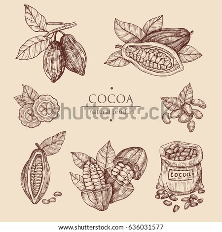 Hand drawn illustration cocoa set. Vector scetch.Vintage illustration. Botanical illustration of engraved cocoa beans.Use for cosmetic package, shop, store, products, identity, branding, label. Royalty-Free Stock Photo #636031577