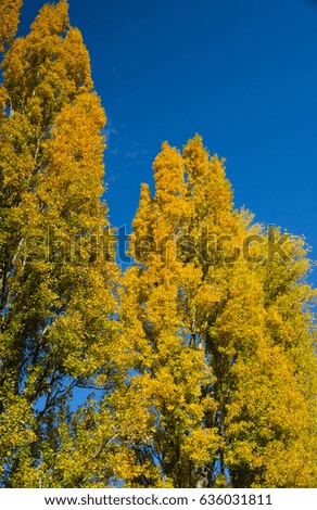 roadside yellow lombardy poplars at autumn