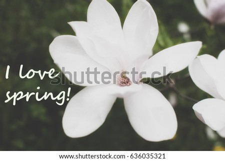 Magnolia flower. "I love spring!"