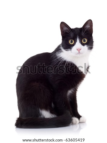 seated cute black and white cat  looking at the camera