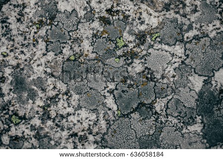 Rock, lichen and moss texture and background. Mossy stone background. Abstract texture and background for designers. Mossy stone texture. Closeup view of lichen and moss.