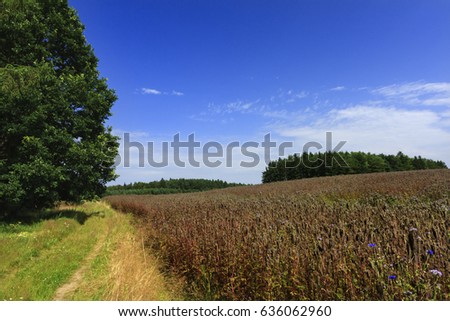 Summer meadow fields landscape in north Poland/ Summer Field Landscape