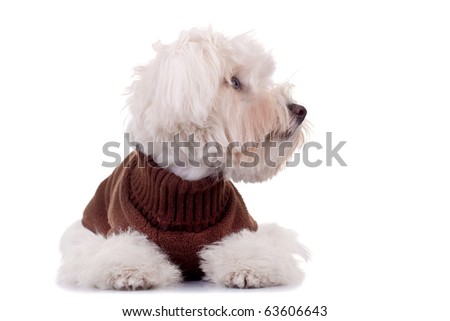 picture of a cute bichon wearing clothes and looking to a side